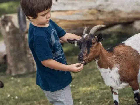 Dítě krmí kozu na Statku Zelený dub